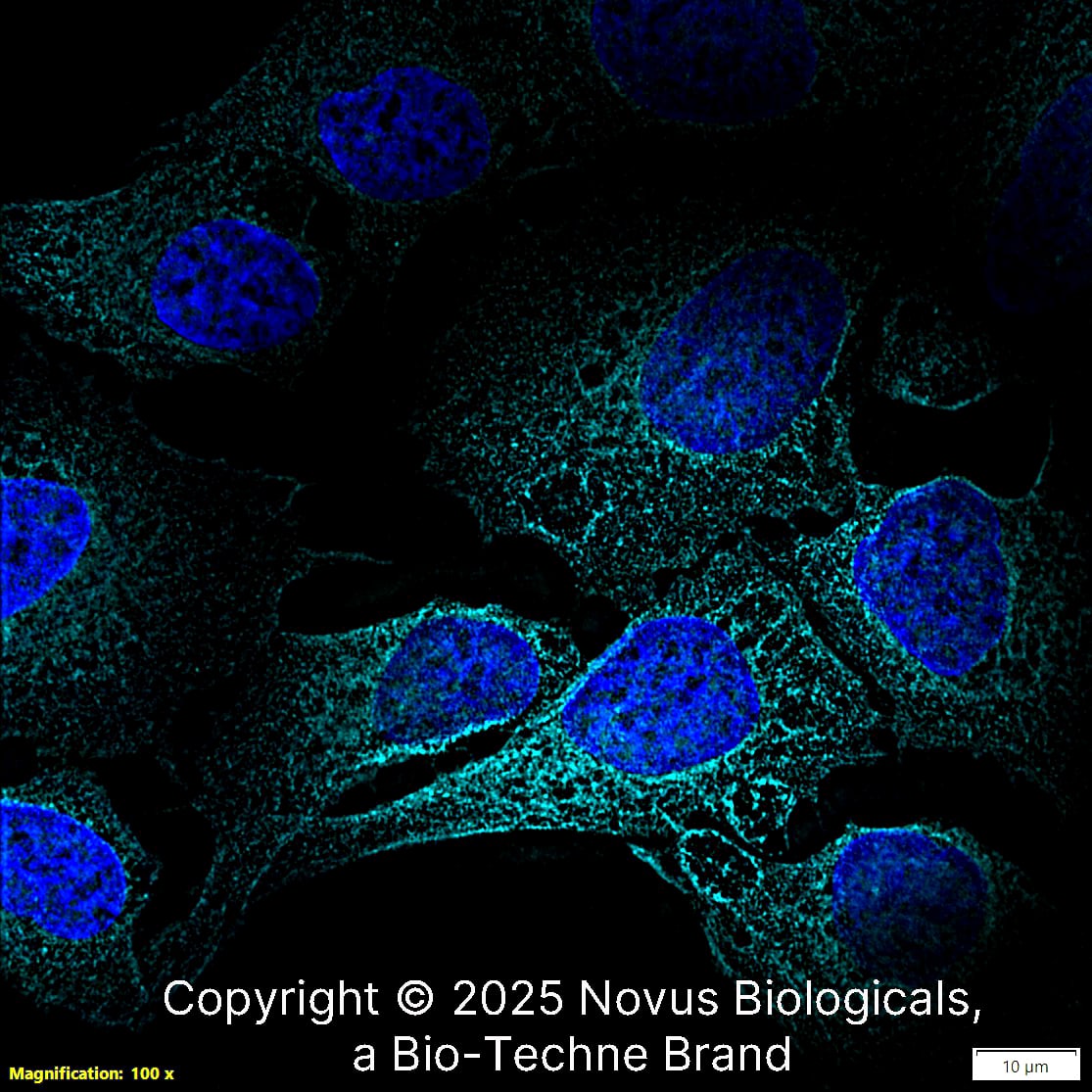 NQO-1 Antibody (A180) - BSA Free