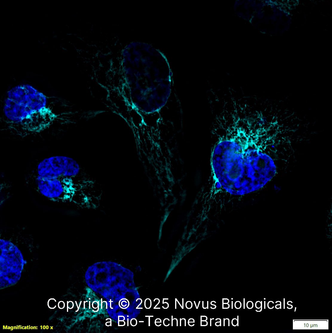 Nestin Antibody (10C2) - BSA Free