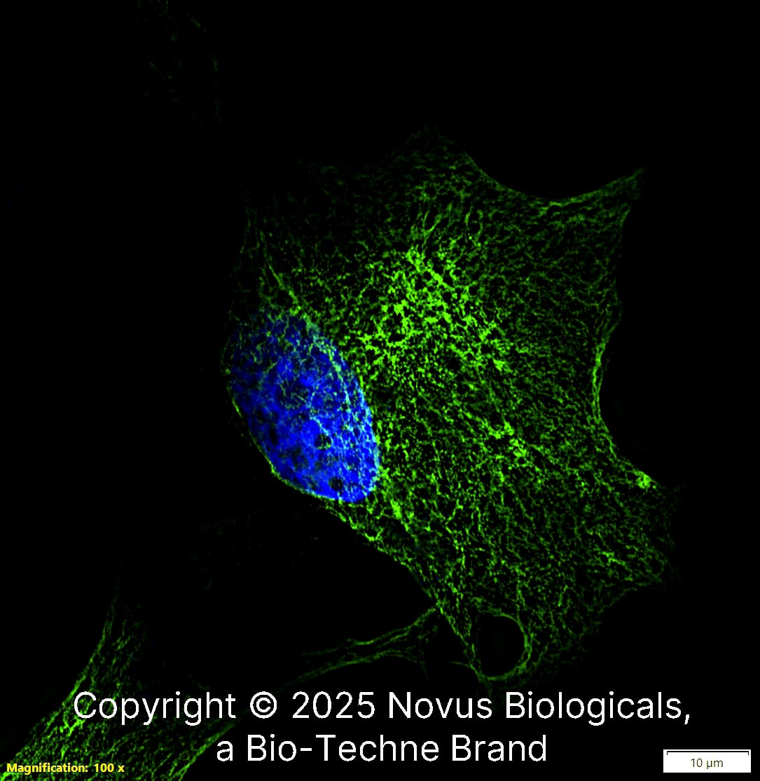 Nestin Antibody (10C2) - BSA Free