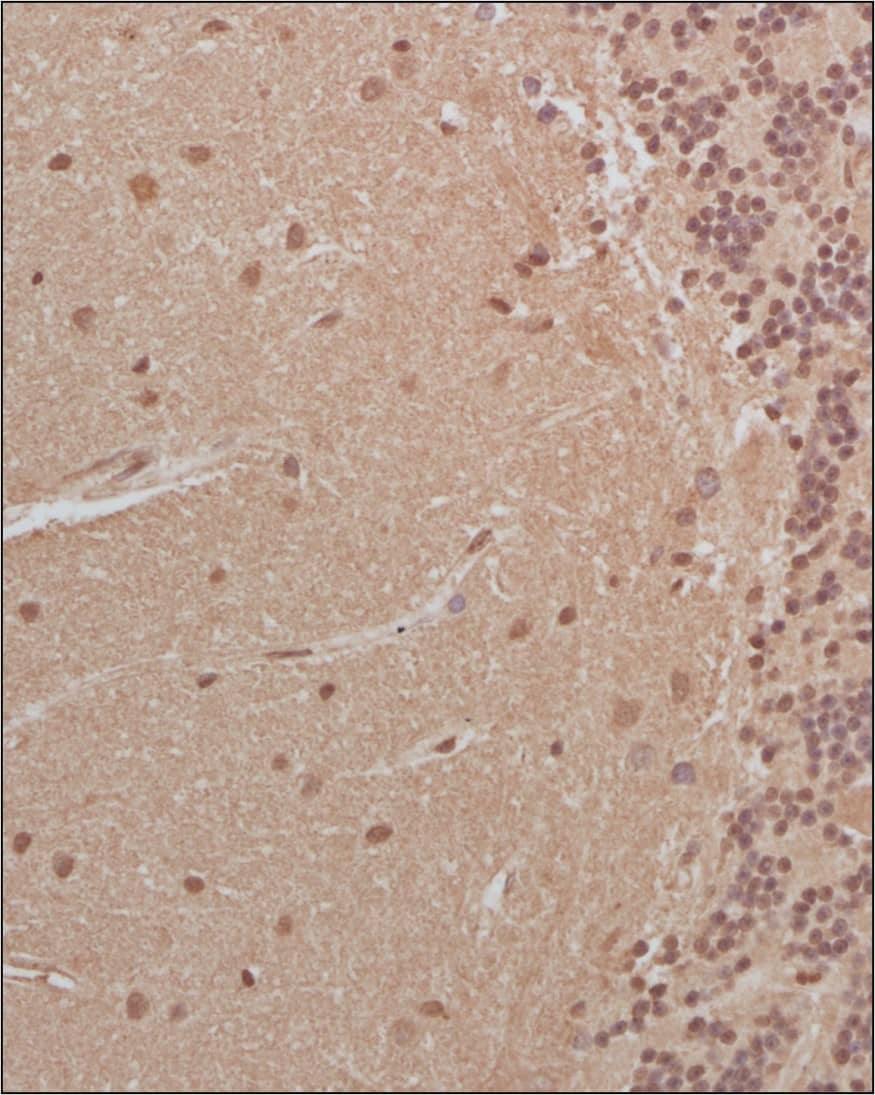 Park7/DJ-1 Antibody Immunohistochemistry-Paraffin: Park7/DJ-1 Antibody [NB300-270]