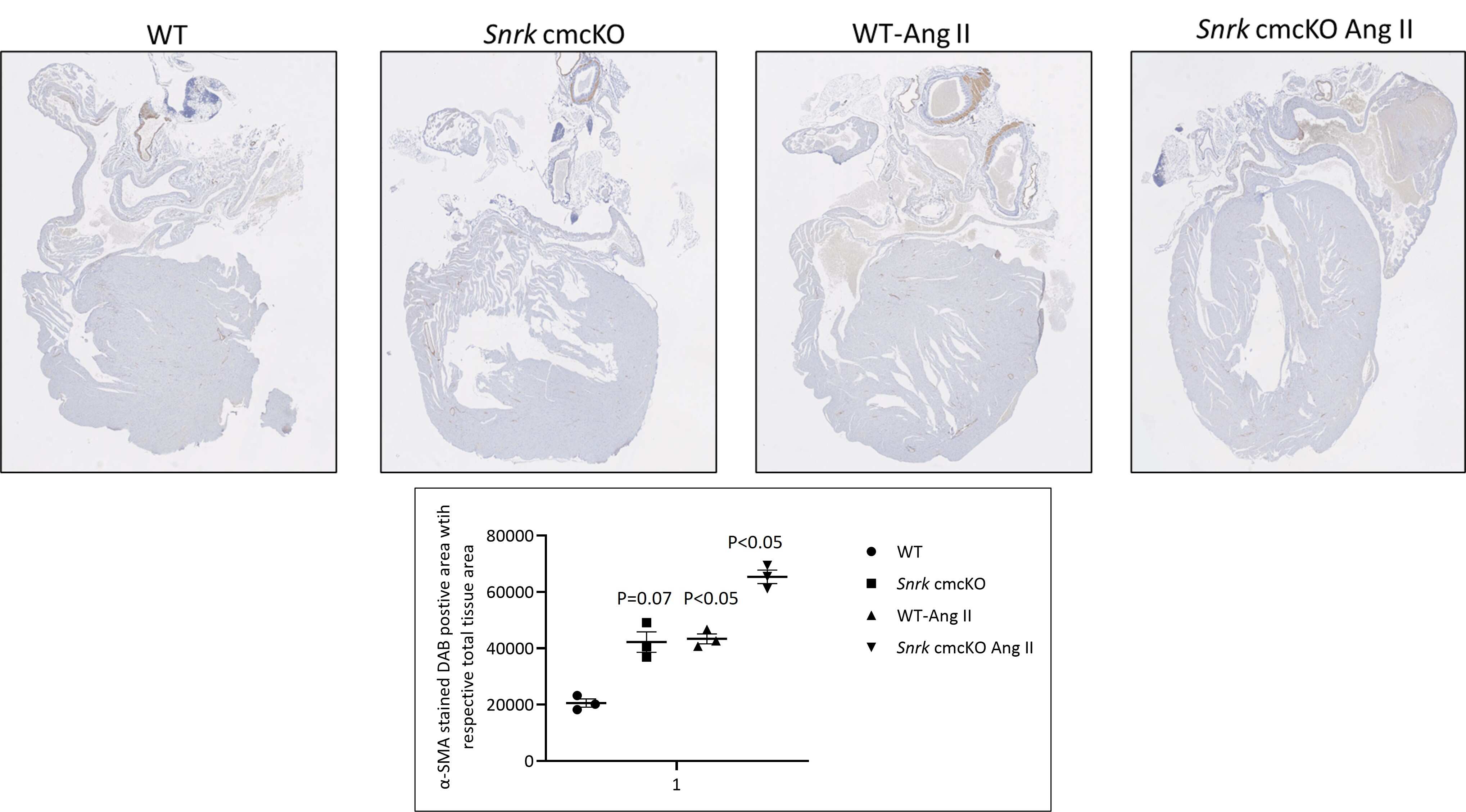 alpha-Smooth Muscle Actin Antibody