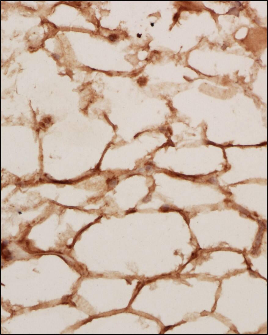 CD36 Antibody - BSA Free