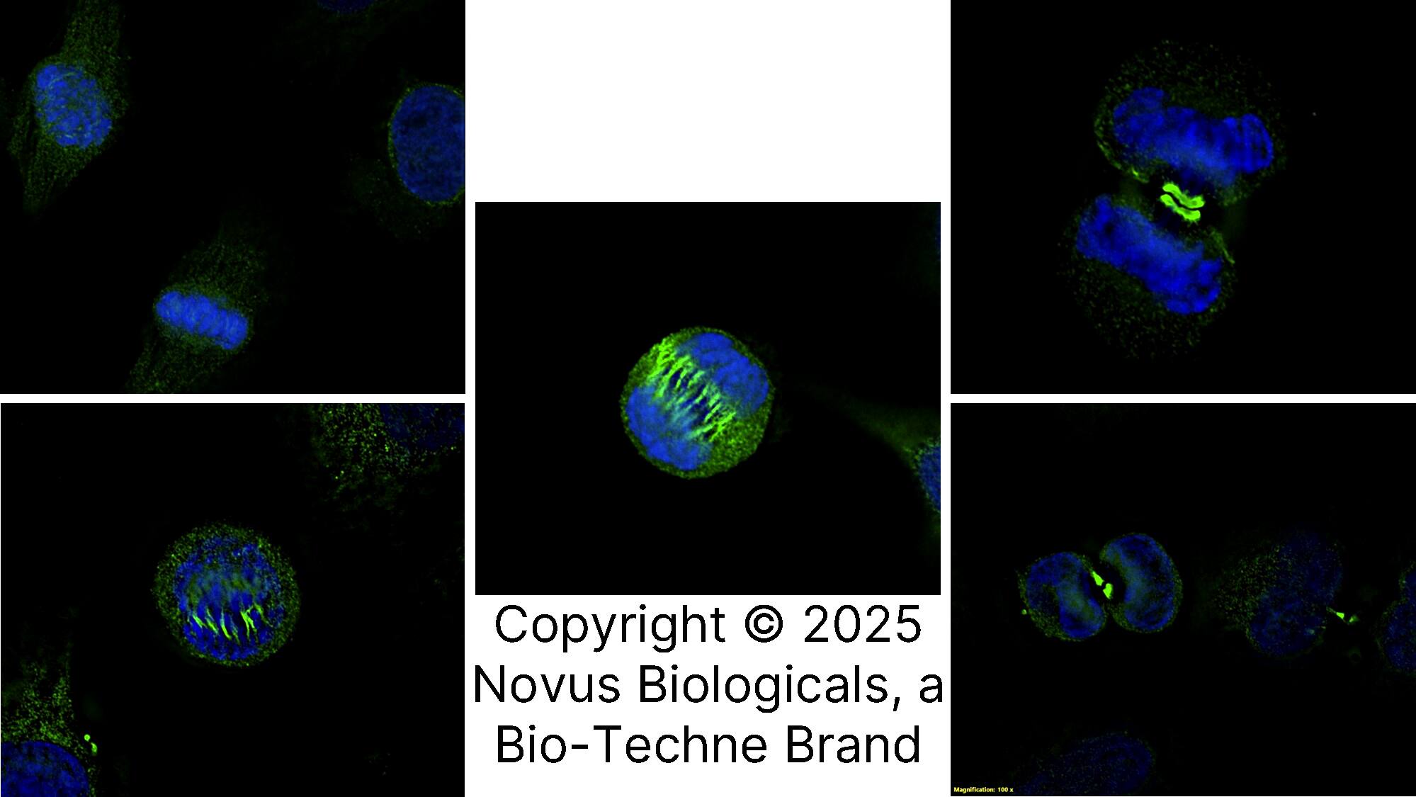 Survivin Antibody - BSA Free