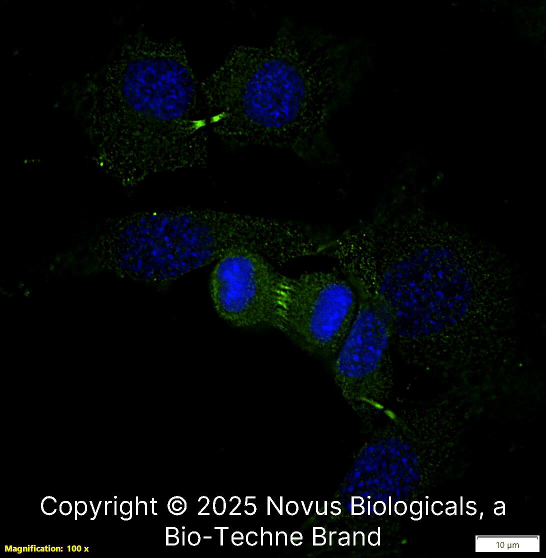 Survivin Antibody - BSA Free