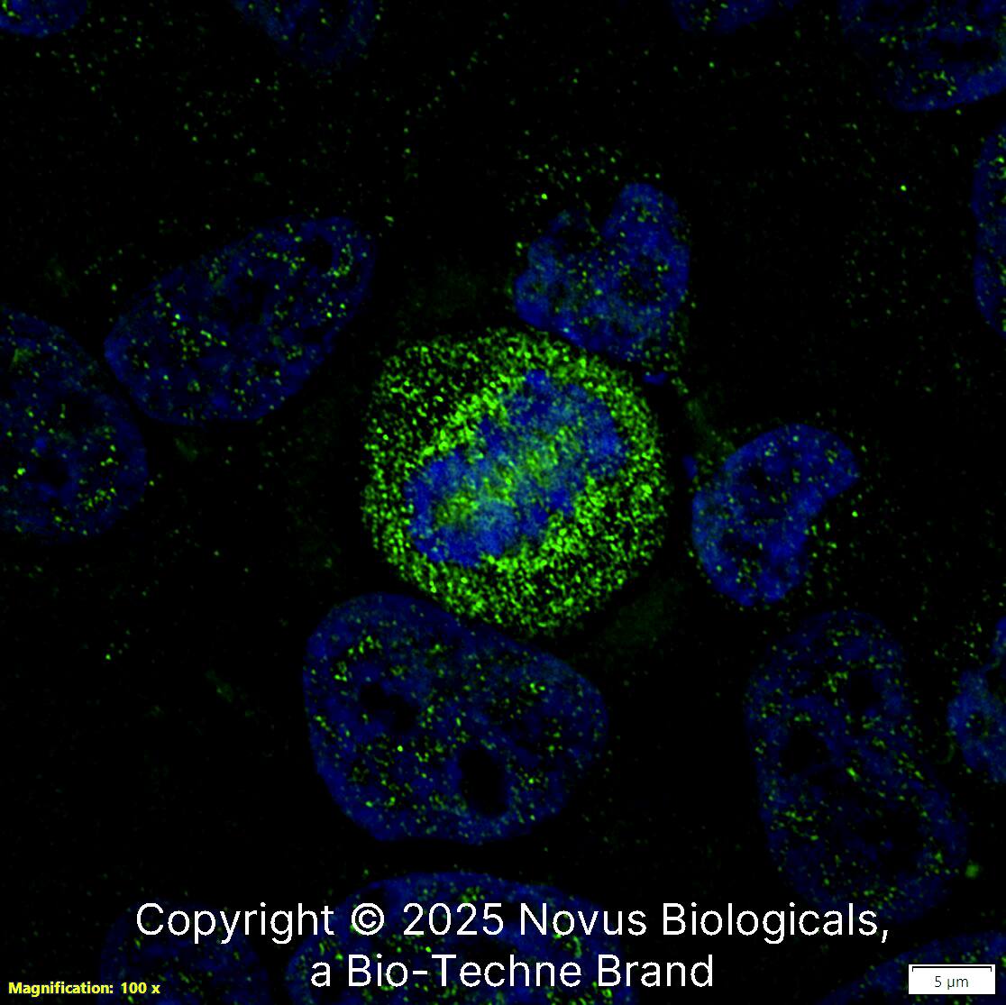 Survivin [p Thr34] Antibody - BSA Free
