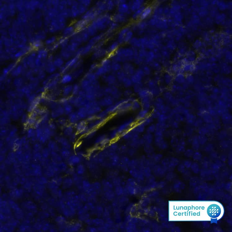 CD34 Antibody (MEC 14.7)