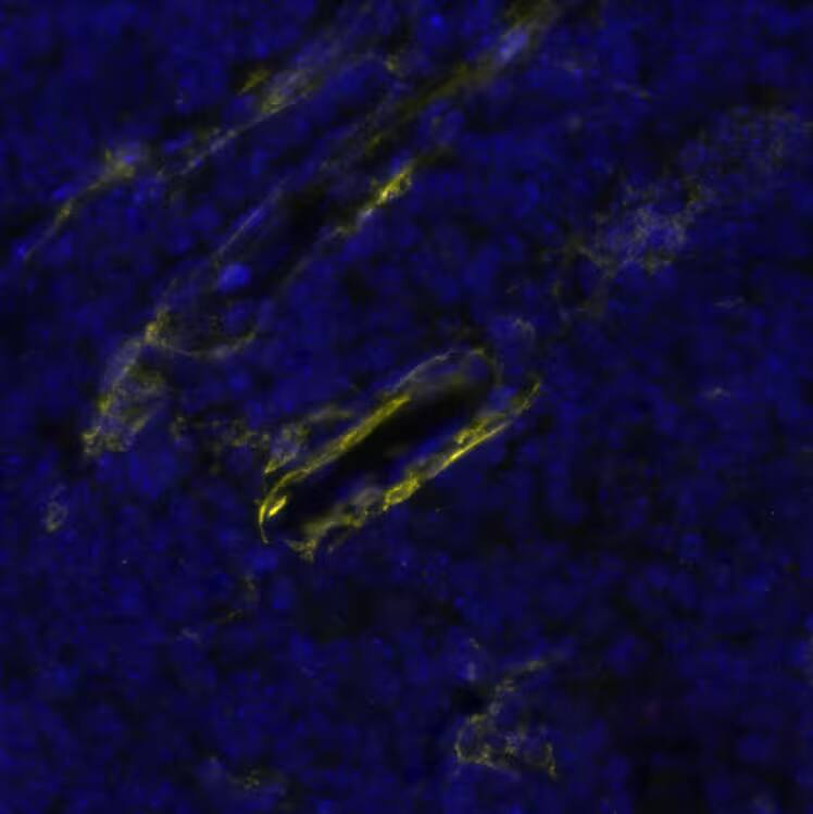 CD34 Antibody (MEC 14.7)