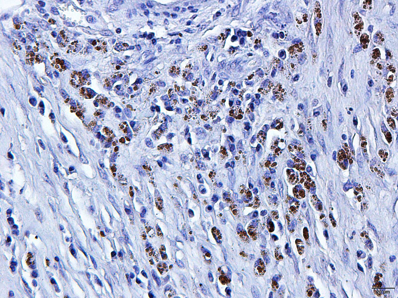 TNF-alpha Antibody (52B83)