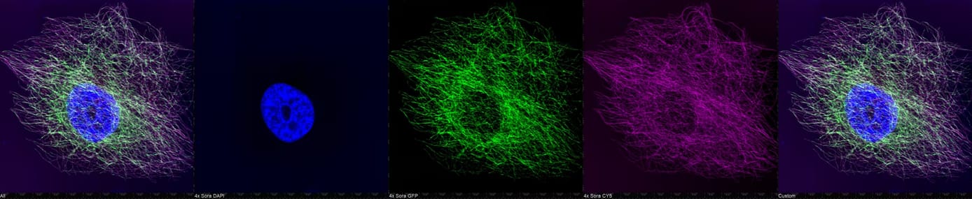 GFP Antibody - BSA Free