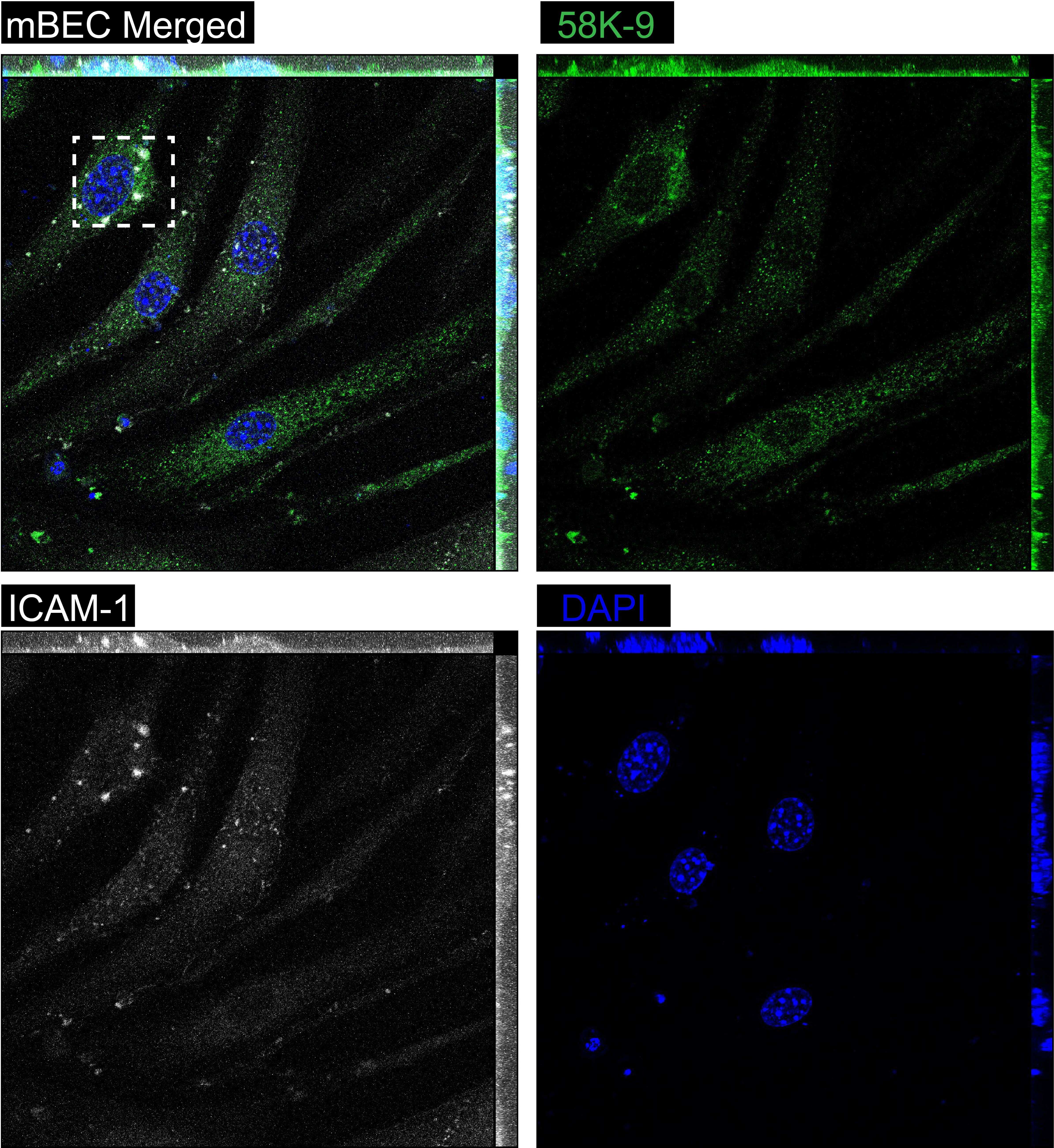 58K Golgi Protein Antibody (58K-9)
