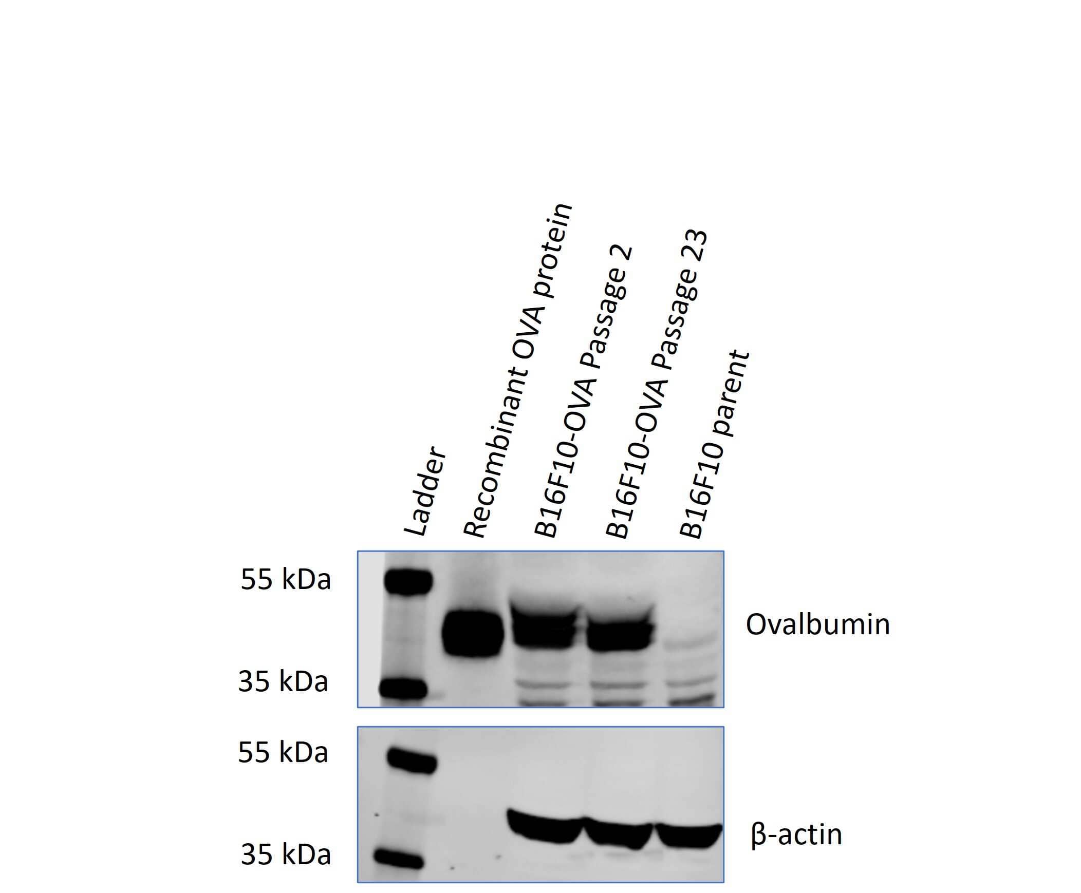 Ovalbumin Antibody - BSA Free