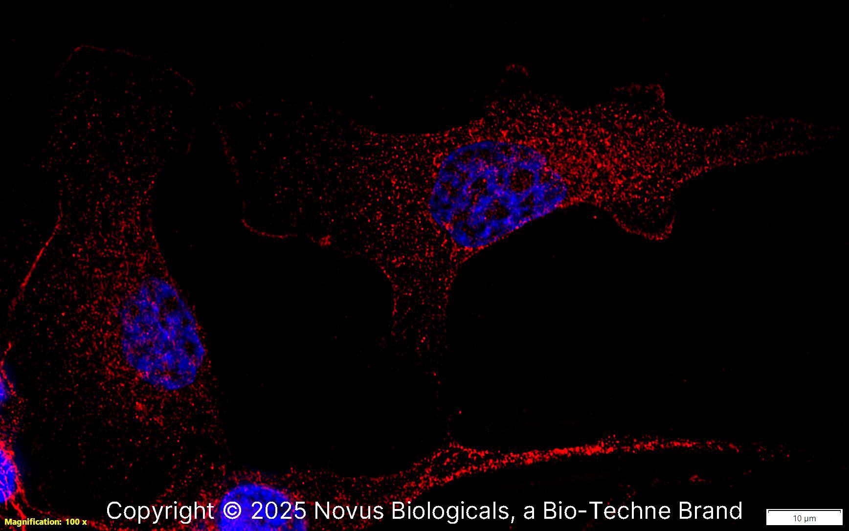 SR-AI/MSR Antibody - BSA Free