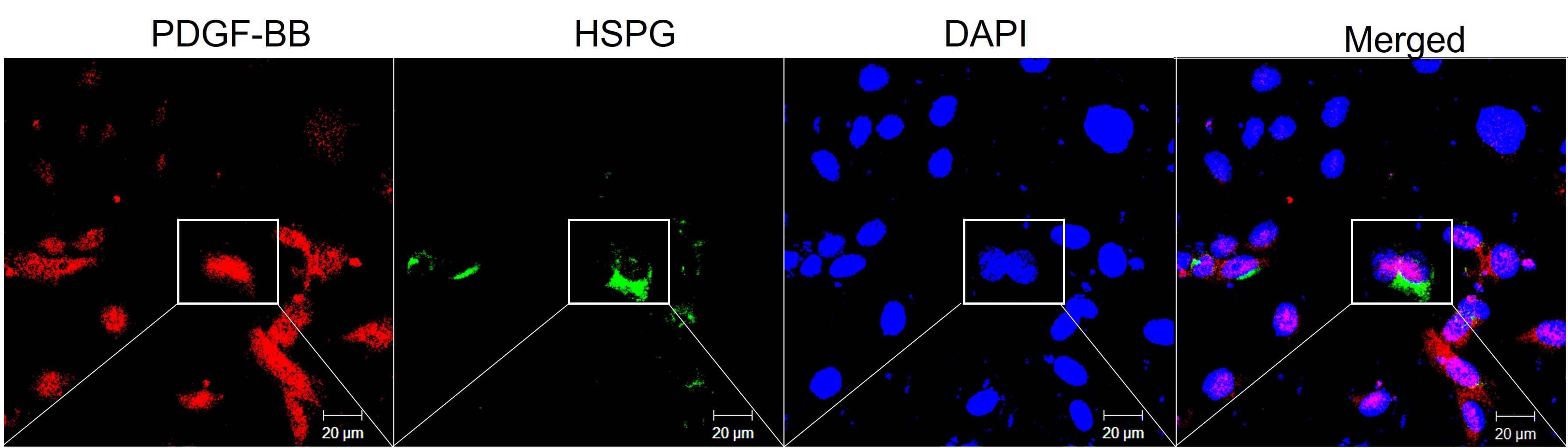 Endorepellin/Perlecan/Heparan Sulfate Proteoglycan Antibody (A76) - BSA Free