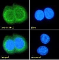 MTHFD1 Antibody