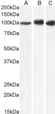 MTHFD1 Antibody