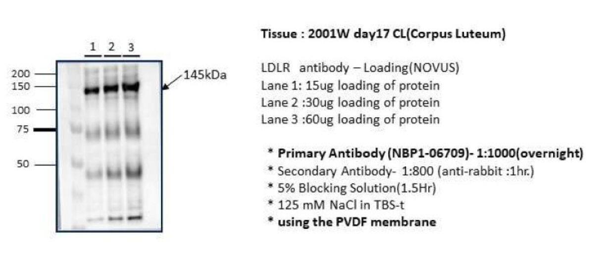 LDLR Antibody - BSA Free