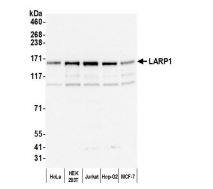 LARP1 Antibody