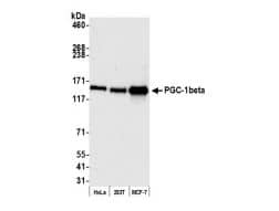 PGC-1 beta Antibody