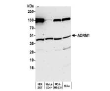 ADRM1 Antibody - BSA Free