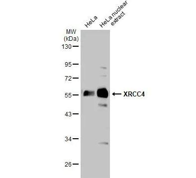 XRCC4 Antibody