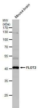 Flotillin 2 Antibody