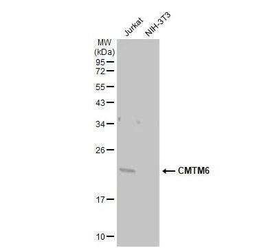 CMTM6 Antibody
