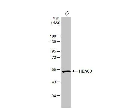 HDAC3 Antibody