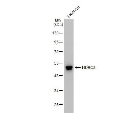 HDAC3 Antibody