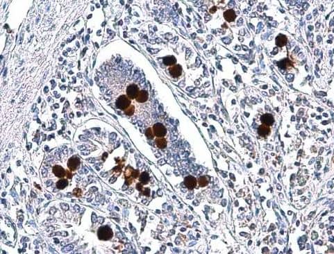 MUC2 Antibody