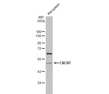 CXCR7/RDC-1 Antibody