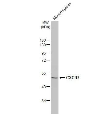 CXCR7/RDC-1 Antibody