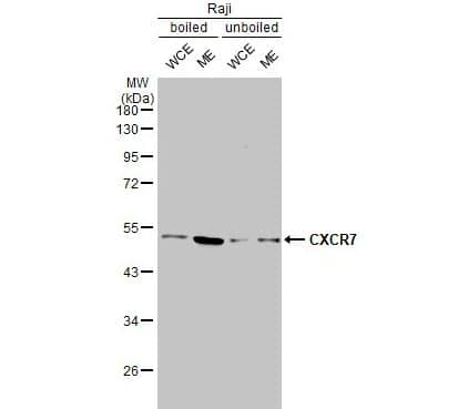 CXCR7/RDC-1 Antibody