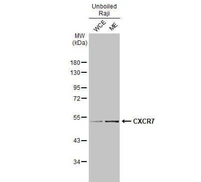 CXCR7/RDC-1 Antibody