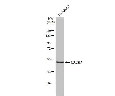 CXCR7/RDC-1 Antibody
