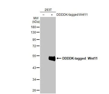 Wnt-11 Antibody