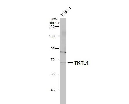 TKTL1 Antibody