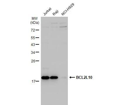 BCL2L10 Antibody