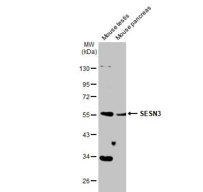 SESN3 Antibody