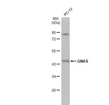 G protein alpha Antibody