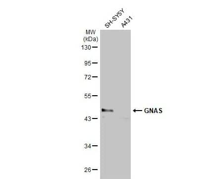 G protein alpha Antibody