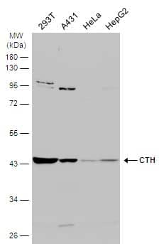 Cystathionase Antibody
