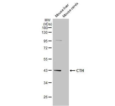 Cystathionase Antibody