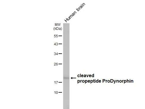 Prodynorphin/PDYN Antibody