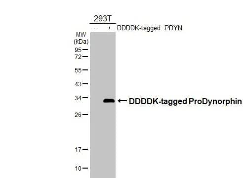 Prodynorphin/PDYN Antibody