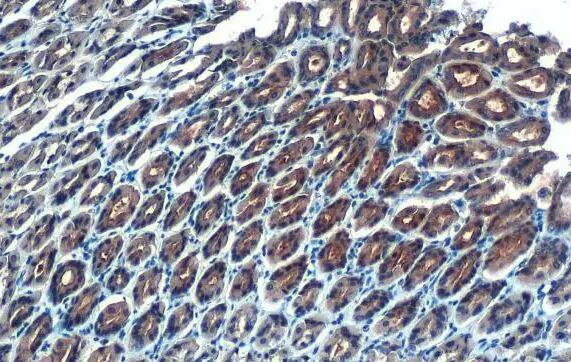 Glutathione Peroxidase 2/GPX2 Antibody