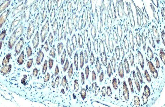 Glutathione Peroxidase 2/GPX2 Antibody