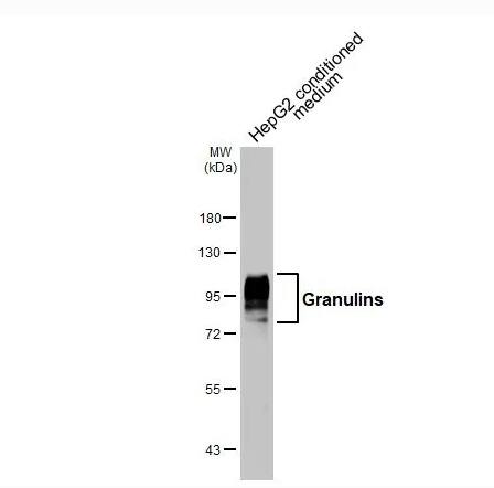 Granulin Antibody - BSA Free