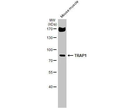TRAP1 Antibody