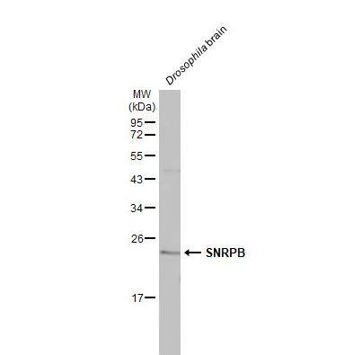 SNRPB Antibody