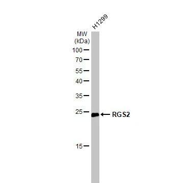 RGS2 Antibody